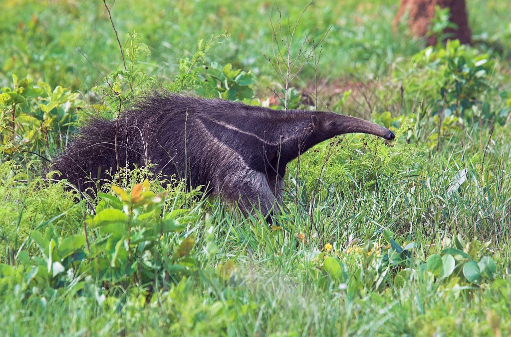 Great Anteater01-02.jpg - Giant Anteater (Myrmecophaga tridactyla), Emas N.P. Brazil 2005